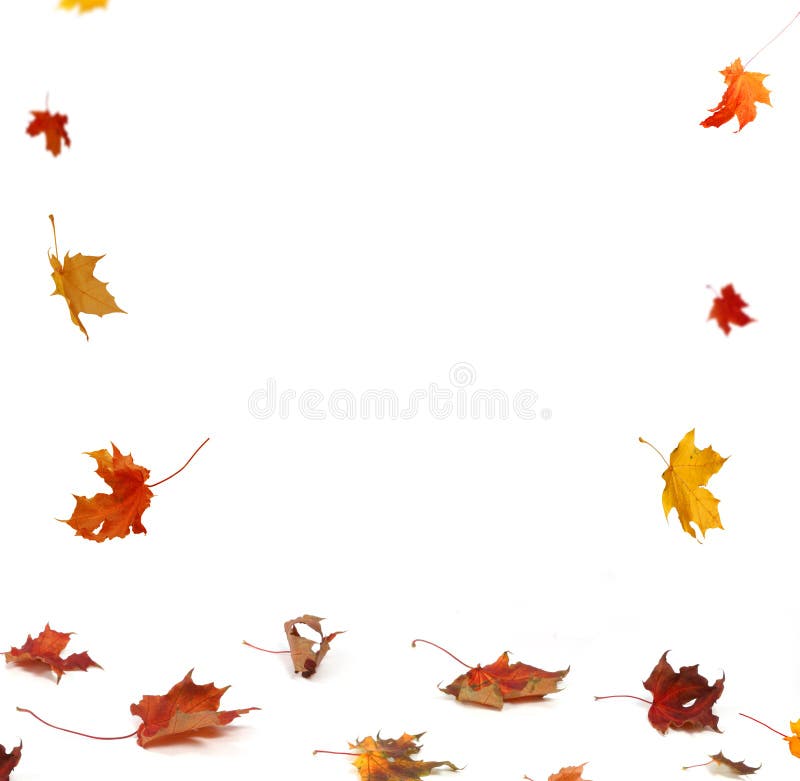 Autumn falling maple leaves on white background royalty free stock photo