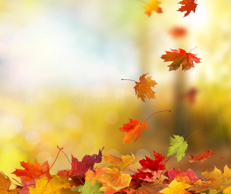 Autumn falling maple leaves