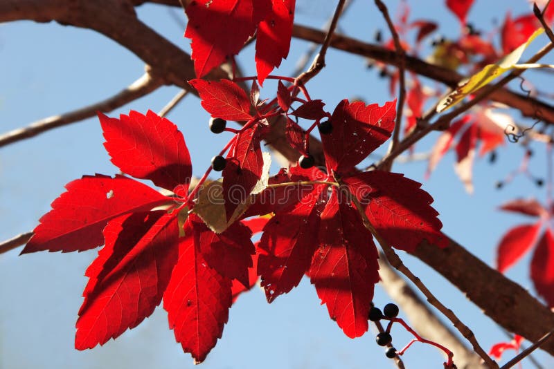 Autumn fantasy stock images