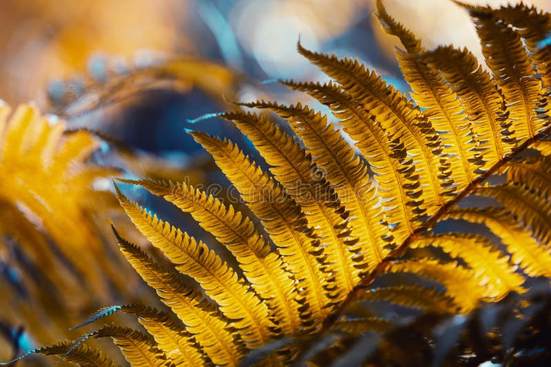 Autumn fern leaves close-up