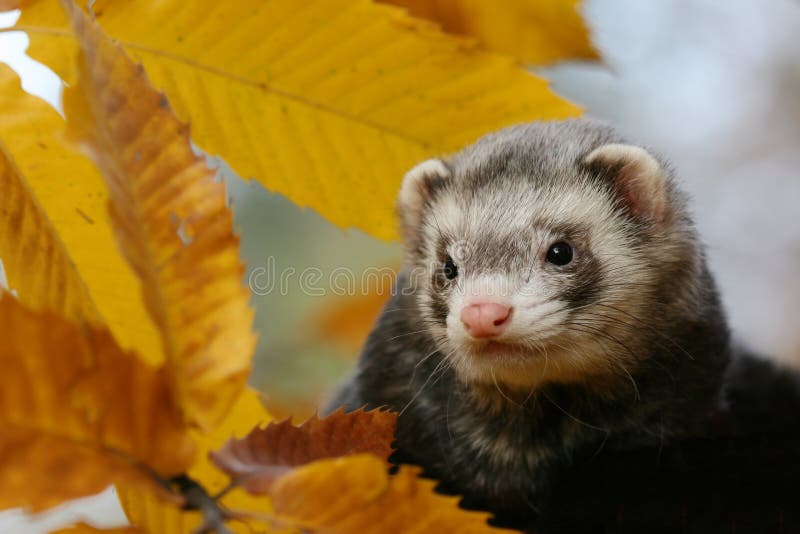 Autumn Ferret