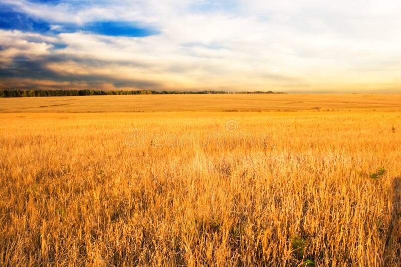 Autumn field and sunset