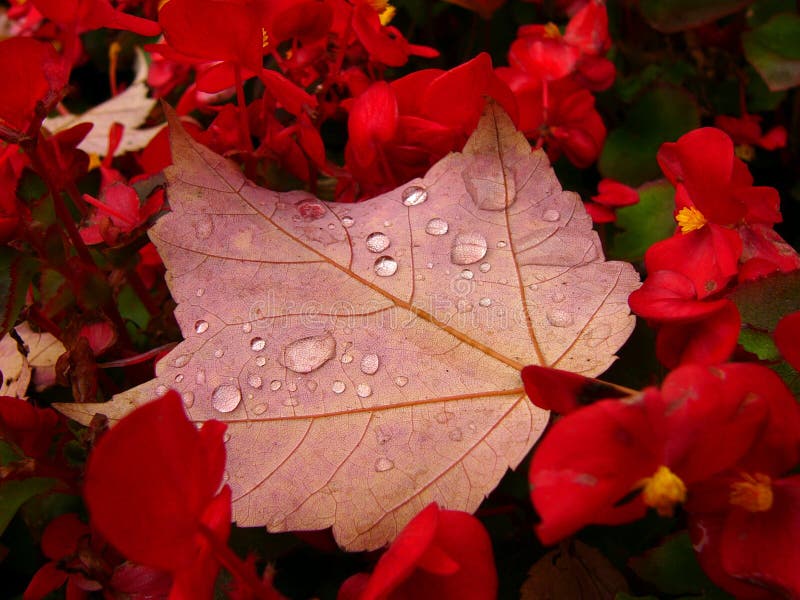 Autumn flower-bed