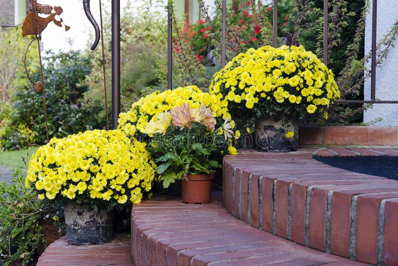 Autumn flowers on doorsteps