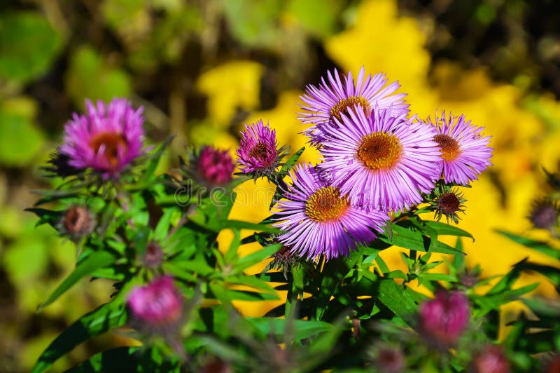 Autumn Flowers in the Garden Stock Photo - Image of closeup, beautiful ...