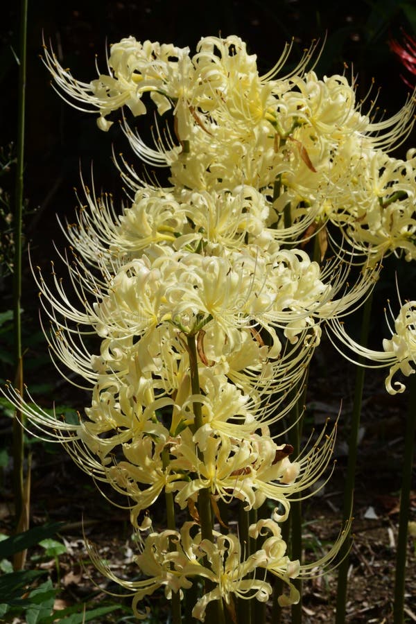 Spider lily stock image. Image of japan, color, garden 127427059