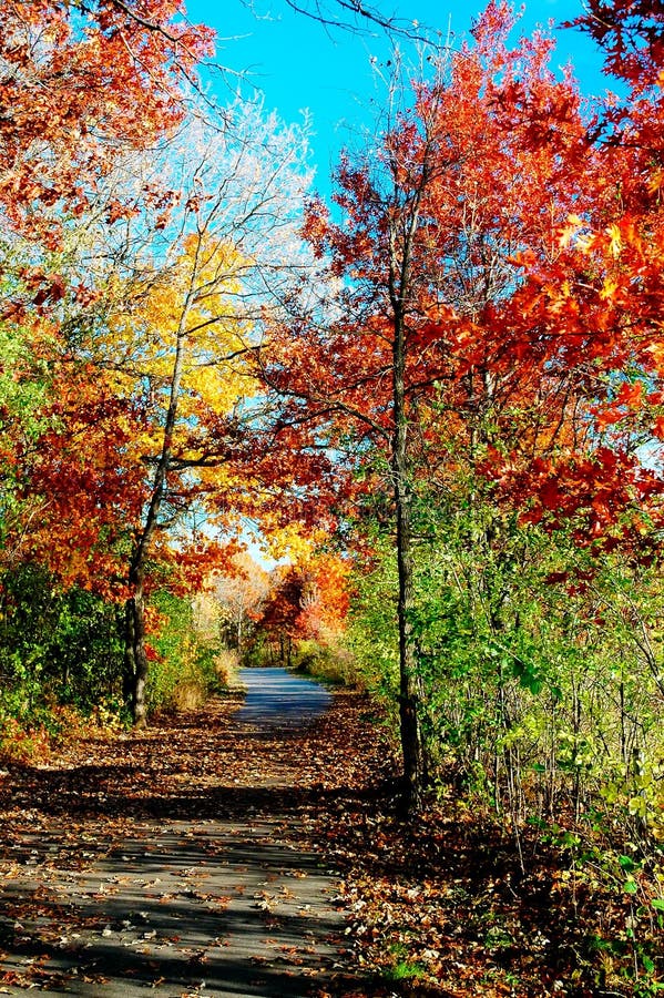 Autumn foliage along a soil path.