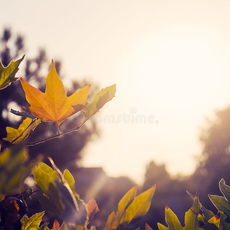 Jeseň listy osvetlené podľa slnečné svetlo.