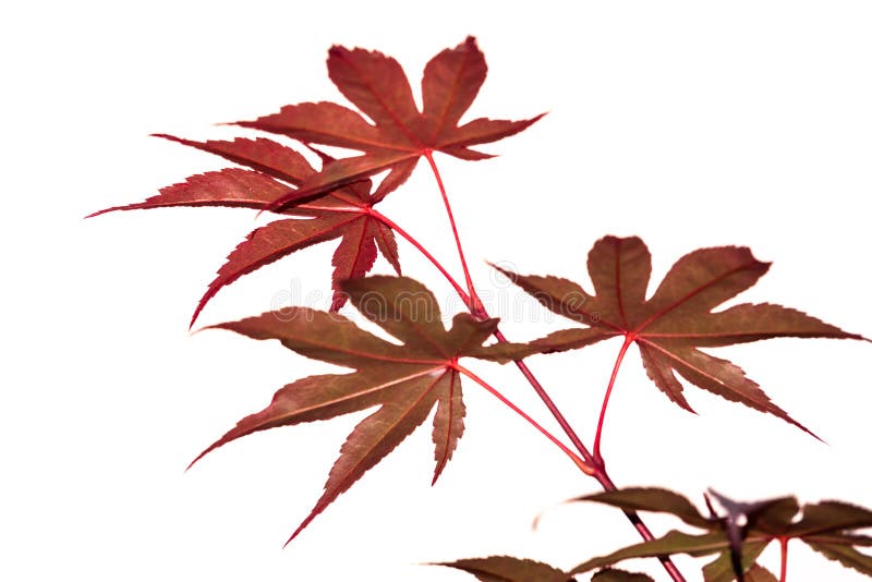 Autumn foliage , Japanese Red maple tree leaves, Acer palmatum, Isolated on white background