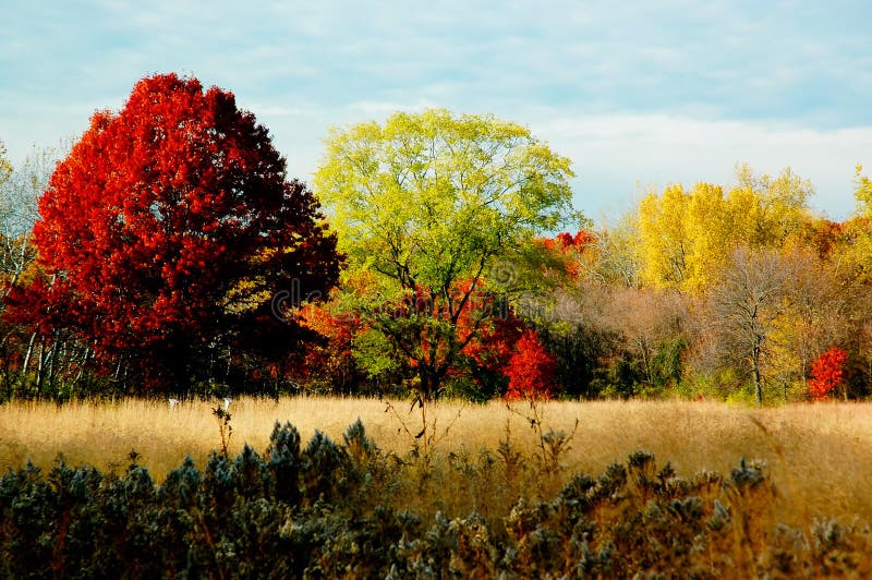 Autumn foliage: large trees.