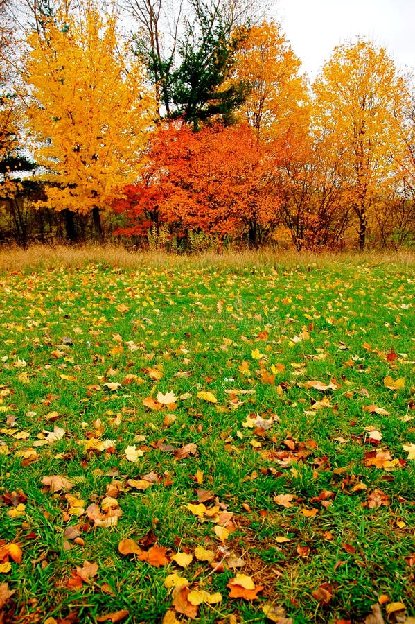 Autumn foliage and lawn.