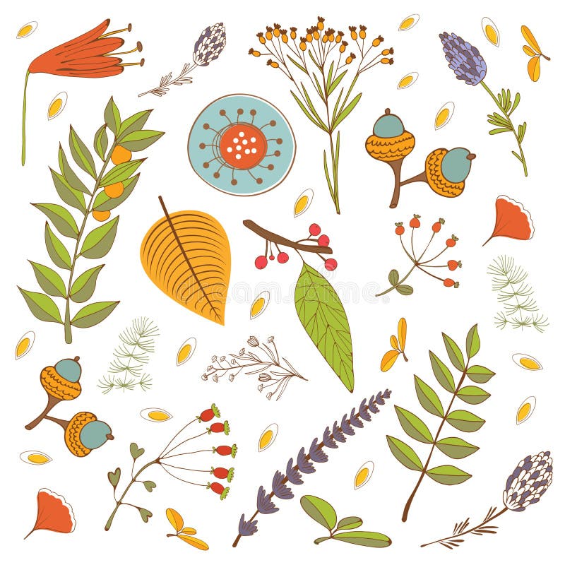 Autumn foliage set with twigs, flowers and leaves