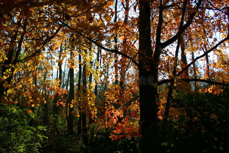 Autumn foliage and shadows