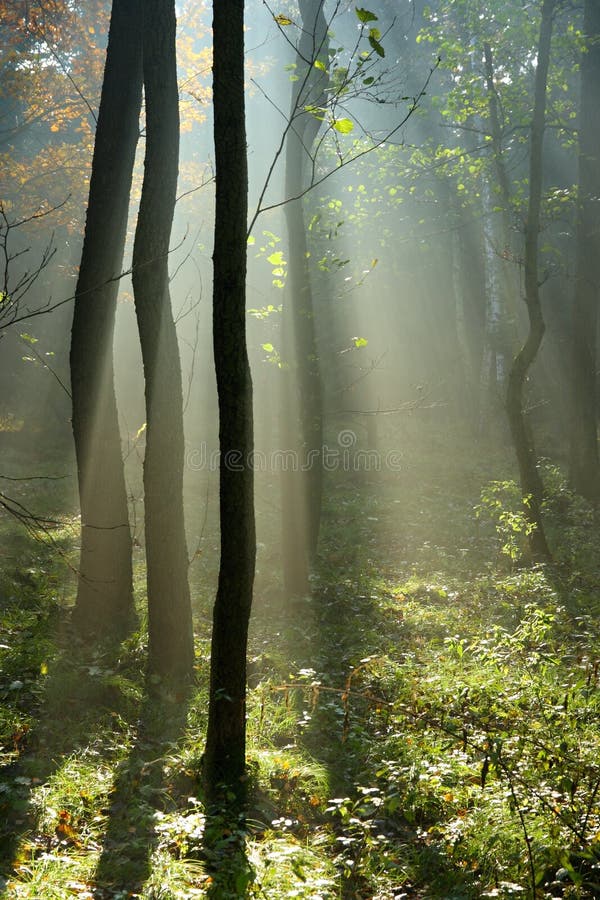 Autumn forest