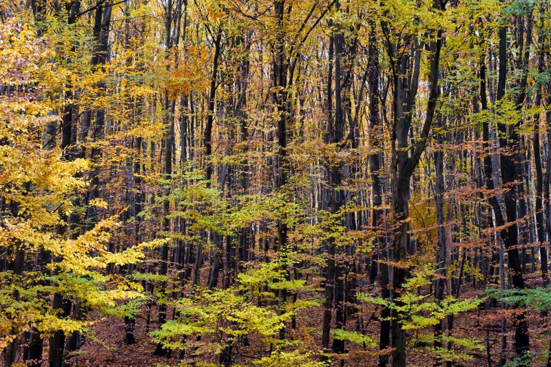 Autumn Forest In Yellow Stock Photo Image Of Scenery 11812310