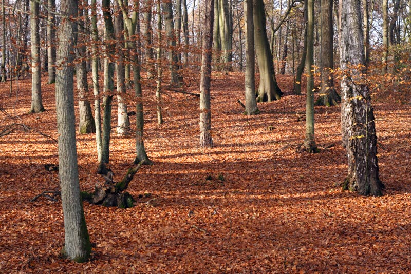 Autumn forest