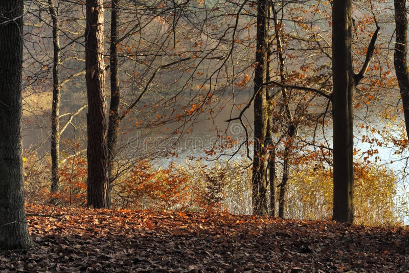 Autumn forest