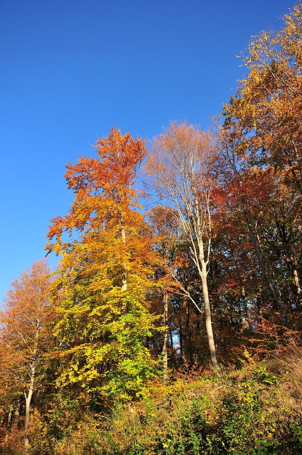 Autumn forest