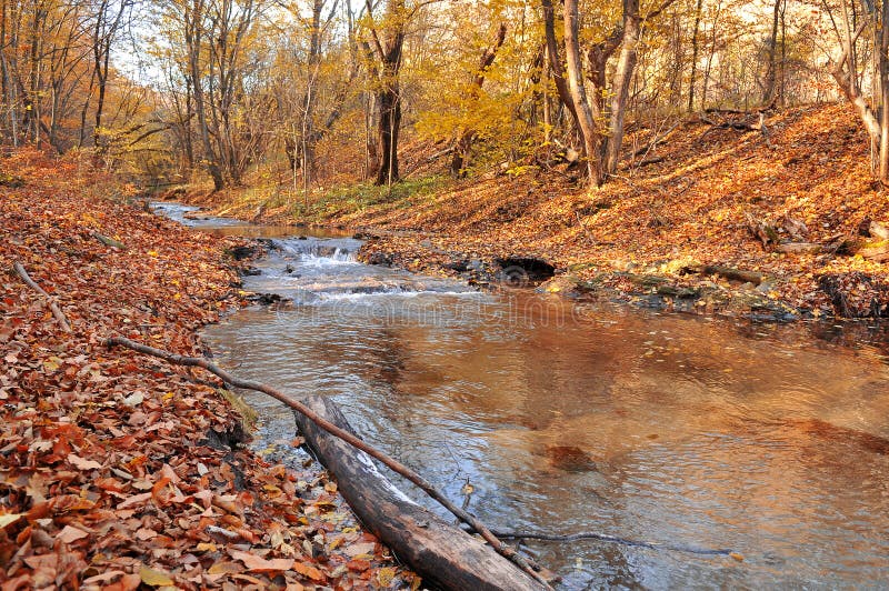 Autumn forest