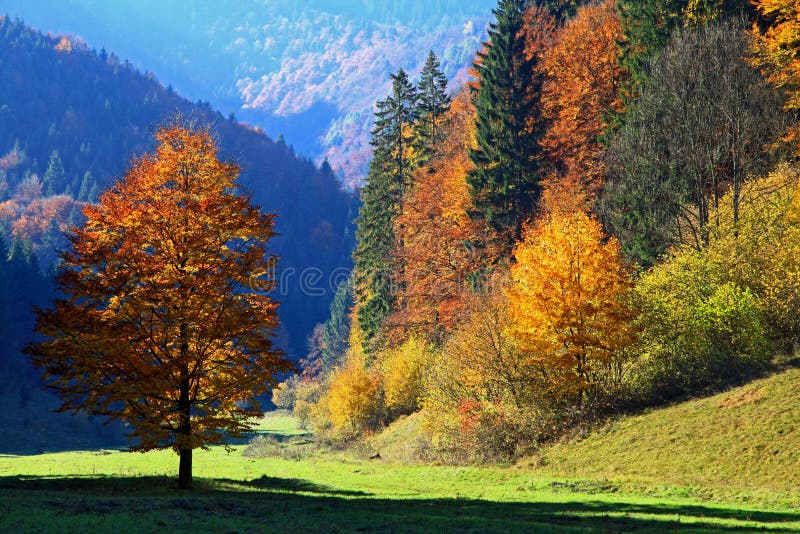 Autumn forest