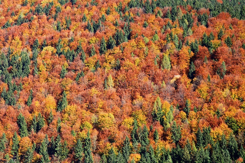 Autumn forest