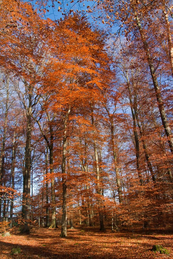 Autumn forest