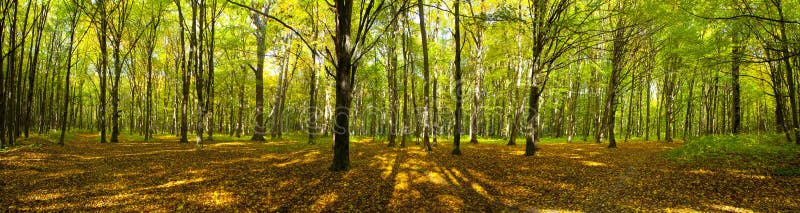 Autumn forest