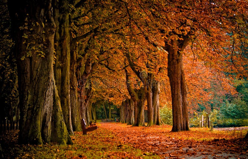 Herbst-Farben im Wald.