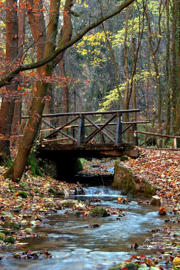 Autumn forest