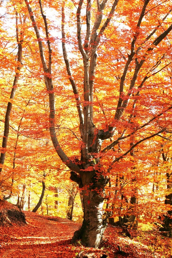 Autumn in forest