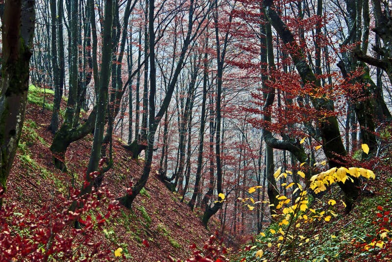 Autumn in forest 6