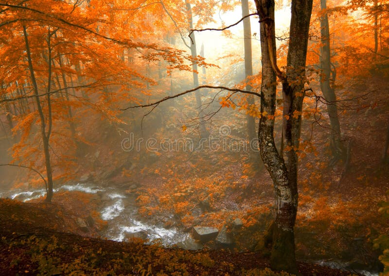 Autumn in the forest