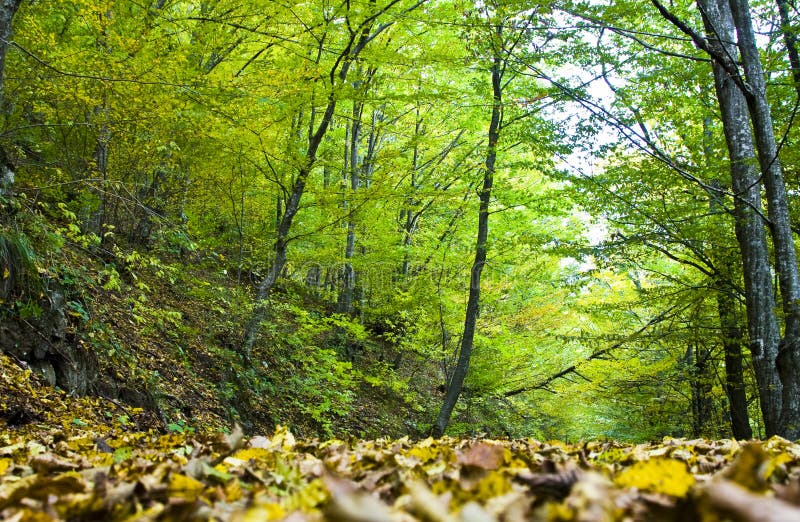 Autumn forest