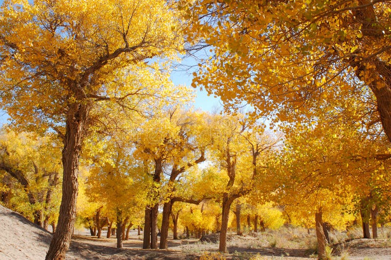 AUTUMN FOREST