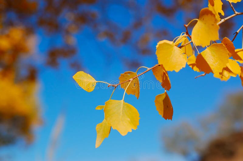 AUTUMN FOREST