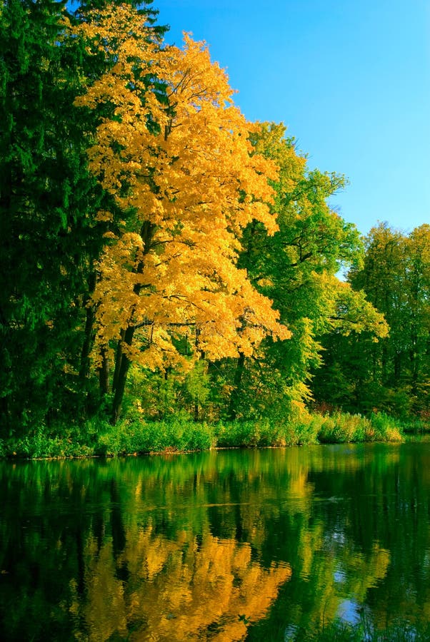 Autumn forest stock image. Image of ecology, fall, park - 8032769