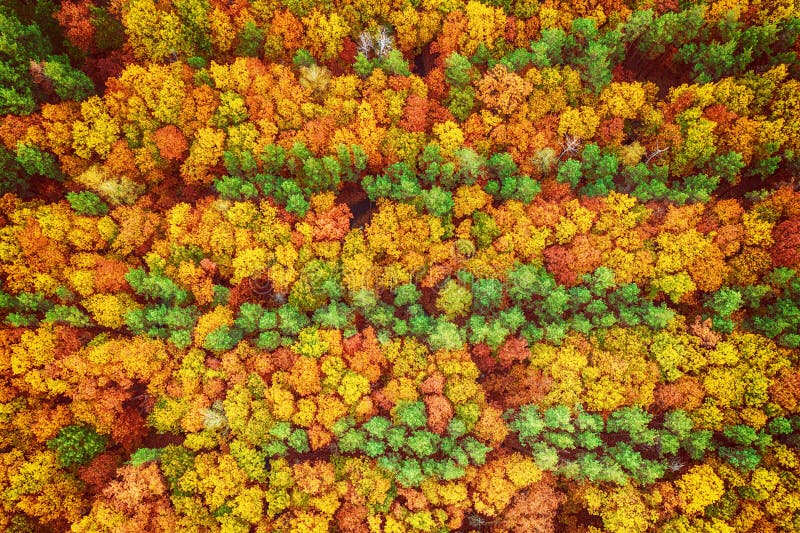 Autumn Forest From Above Stock Image Image Of Fall 270444435