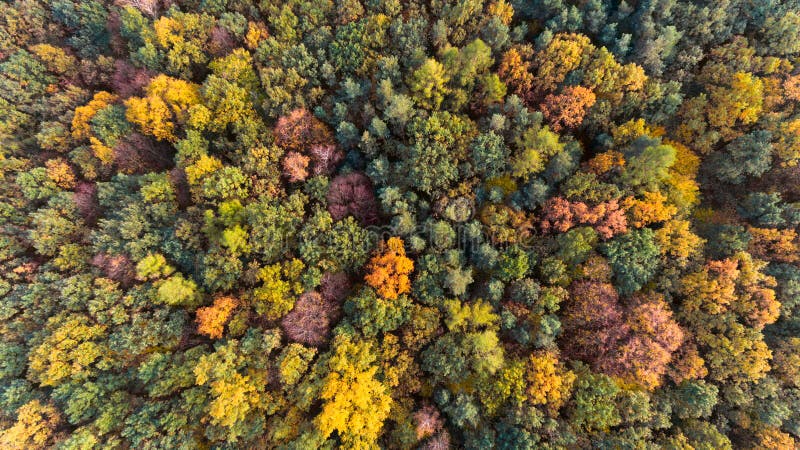 Autumn forest aerial drone view royalty free stock photo