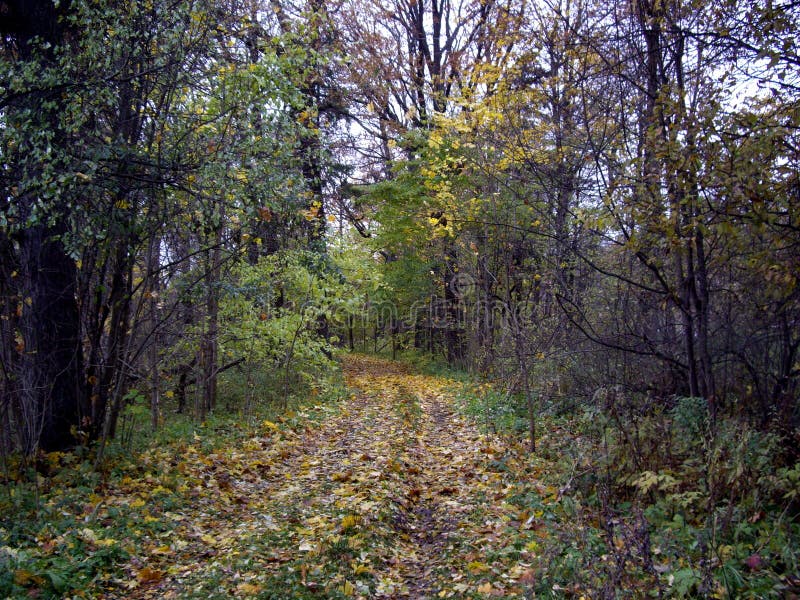 Otono sobre el Bosque 