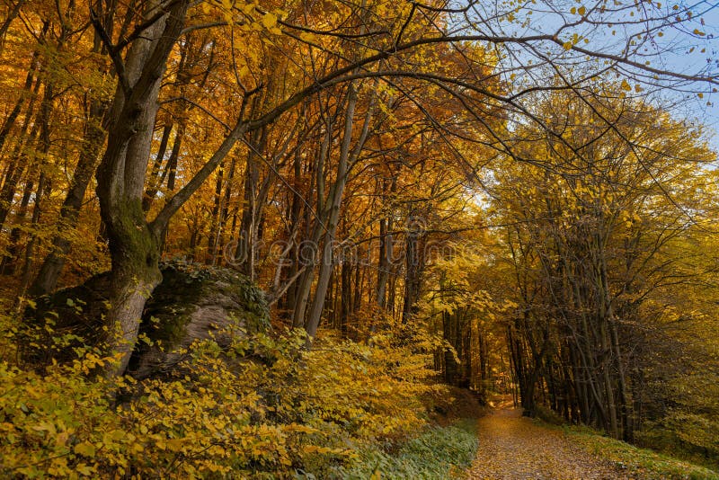 Podzimní lesní pozadí. Barevné kouzelné lesní scenérie.