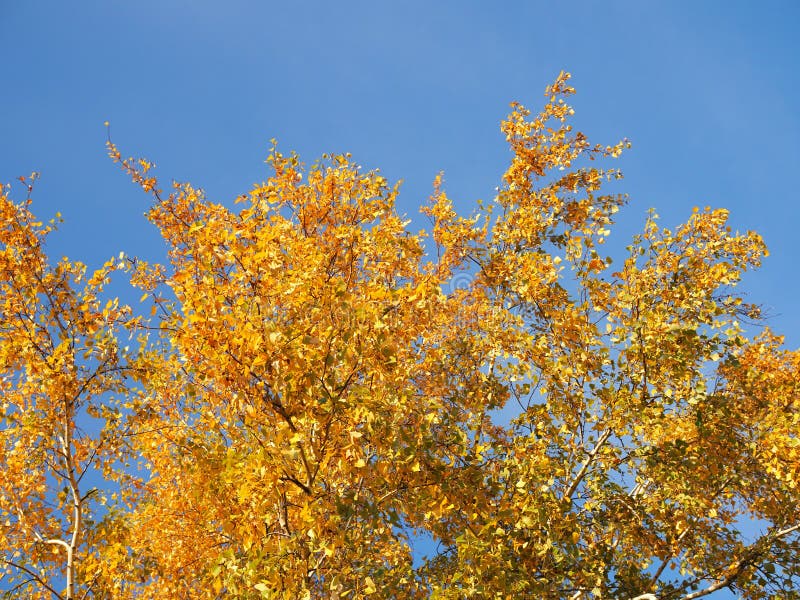 Autumn Forest Beauty Golden Tree Leaves Sun Beam Blue Sky Beautiful