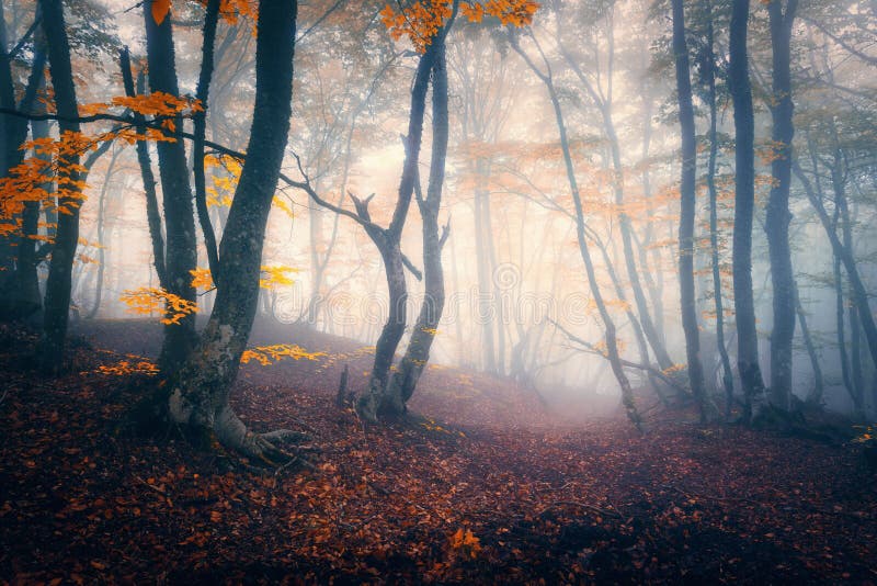 Autunno foresta blu nebbia.