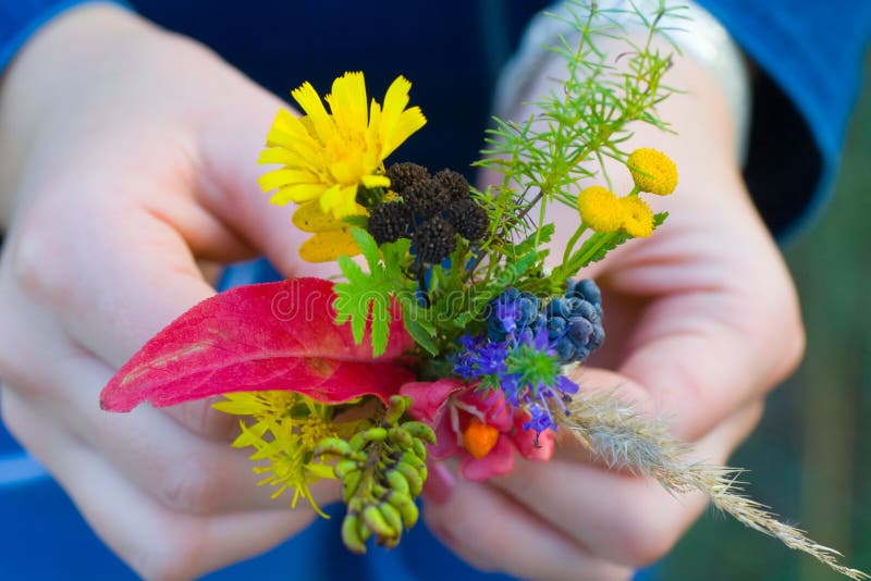 Autumn forest bouquet in child hand stock image Autumn forest bouquet in child hand stock image