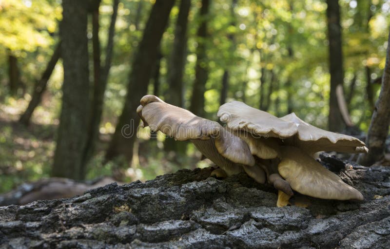 Autumn forest detail royalty free stock image Autumn forest detail royalty free stock image