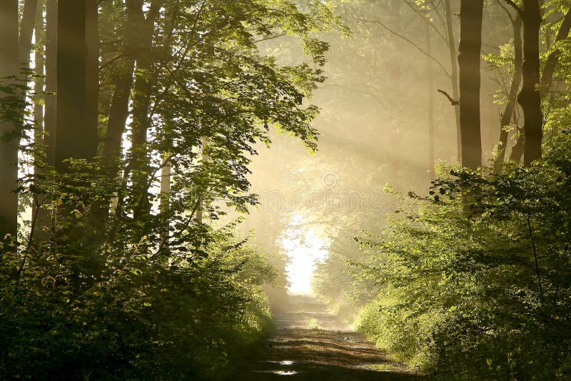 Magico sfocato foresta in autunno con la raggi di sole, di luce, rendendo la strada attraverso gli alberi.