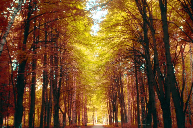 Autumn forest fairy-tale alley royalty free stock image Autumn forest fairy-tale alley royalty free stock image