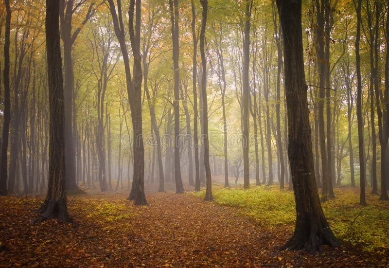 Autumn in a forest with fog royalty free stock photo Autumn in a forest with fog royalty free stock photo