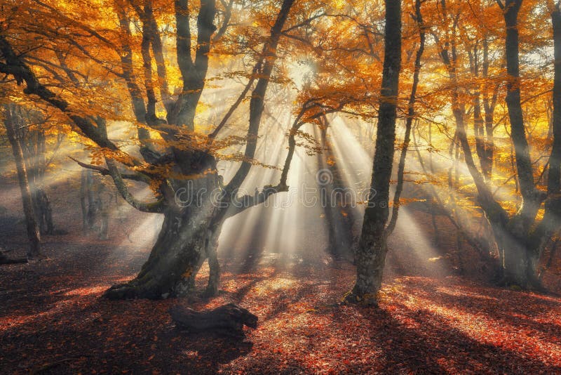 Autumn forest in fog with sun rays. Magical old trees