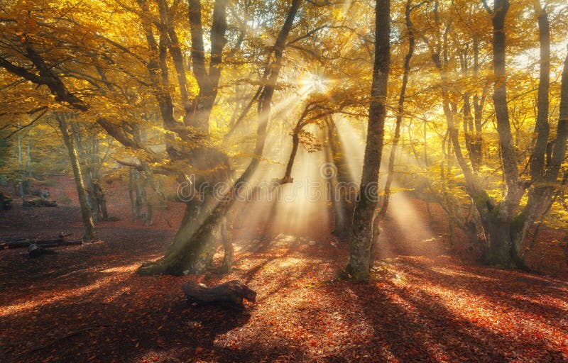 Autumn forest in fog with sun rays. Magical old trees