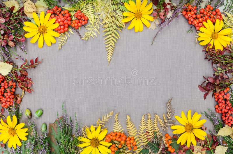 Autumn forest frame royalty free stock image